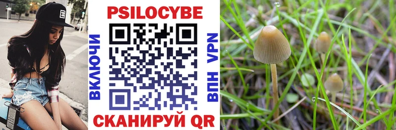 Купить закладки  Починок  Псилоцибиновые грибы Psilocybe 