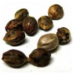 Семена марихуаны АК-47  (Seeds AK-47) в Починке